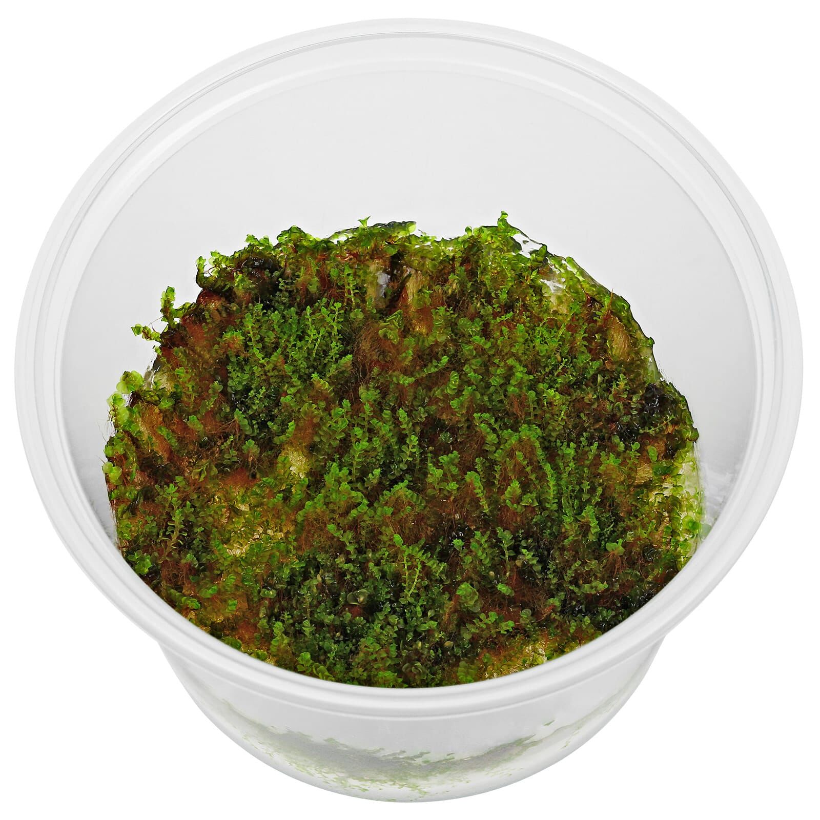 Solenostoma tetragonum "Gunung Sumpit" - in Vitro