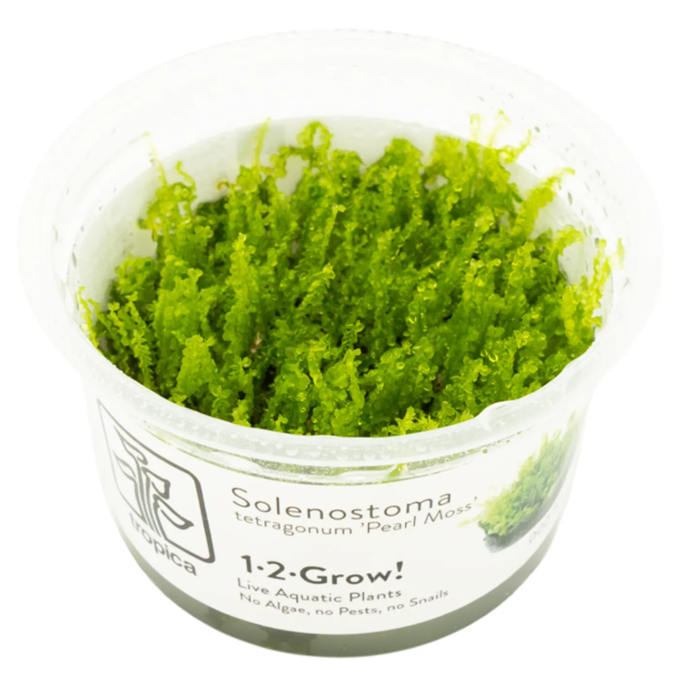 Solenostoma tetragonum 'Pearl Moss'