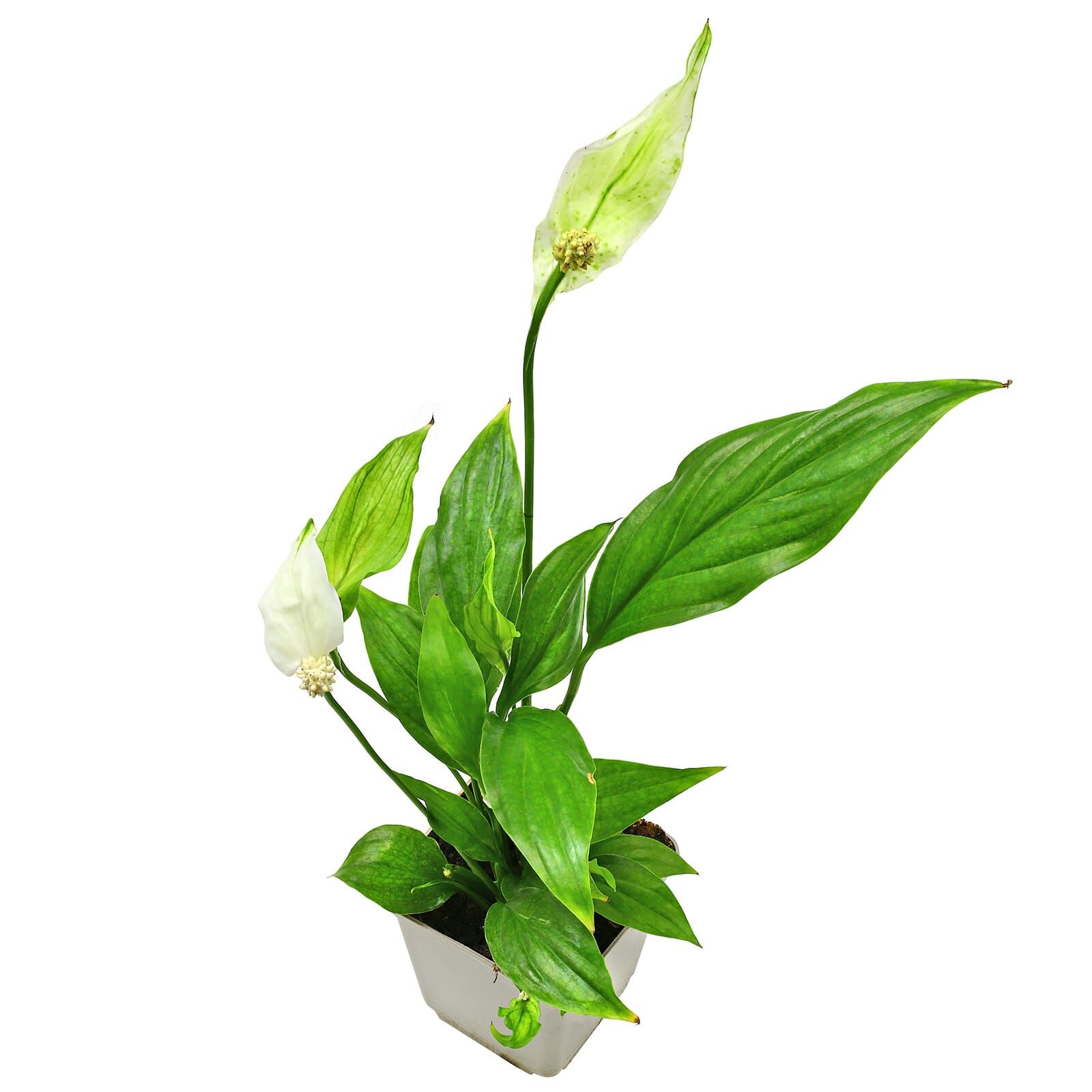 Spathiphyllum wallisii - Topf