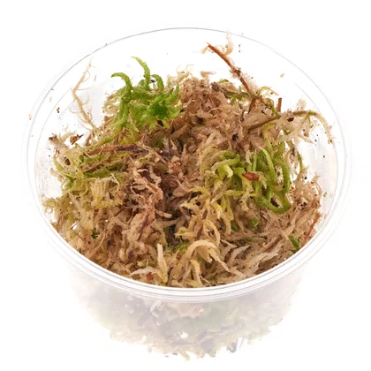 Sphagnum Moos zum Aufbinden | Torfmoos
