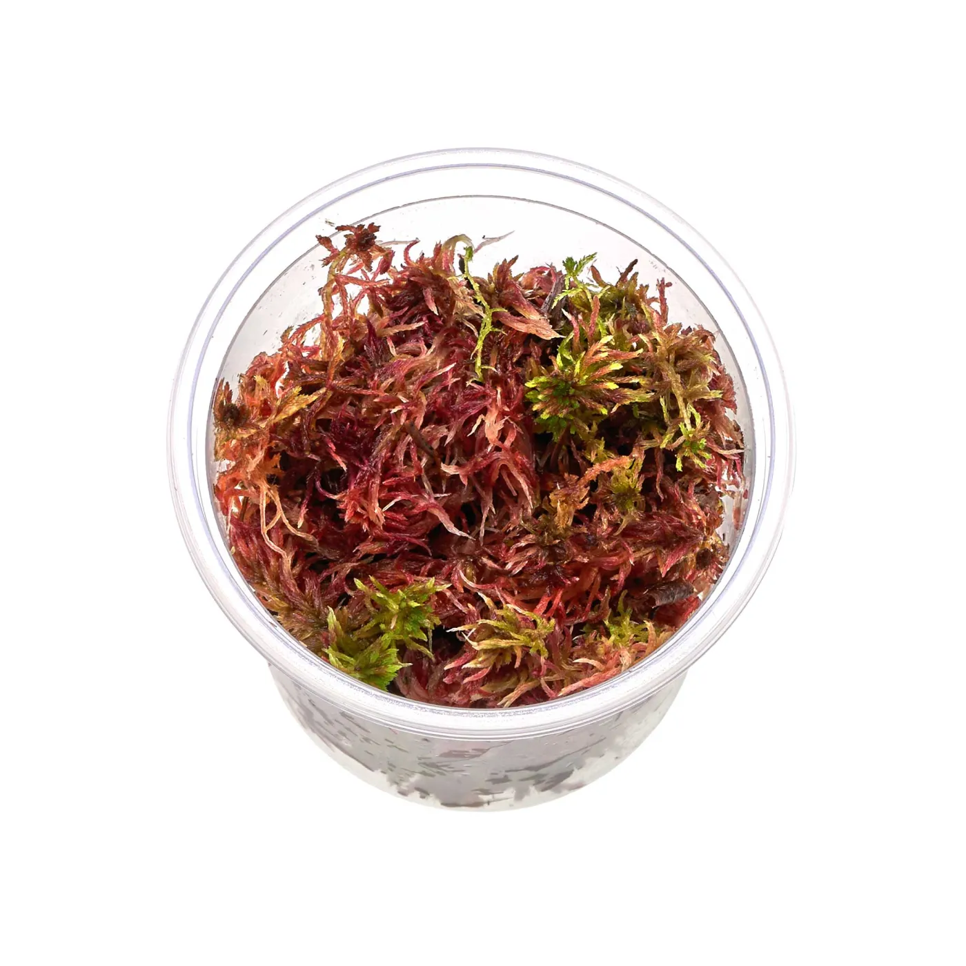 Sphagnum rubellum Moos zum Aufbinden | Rotes Torfmoos