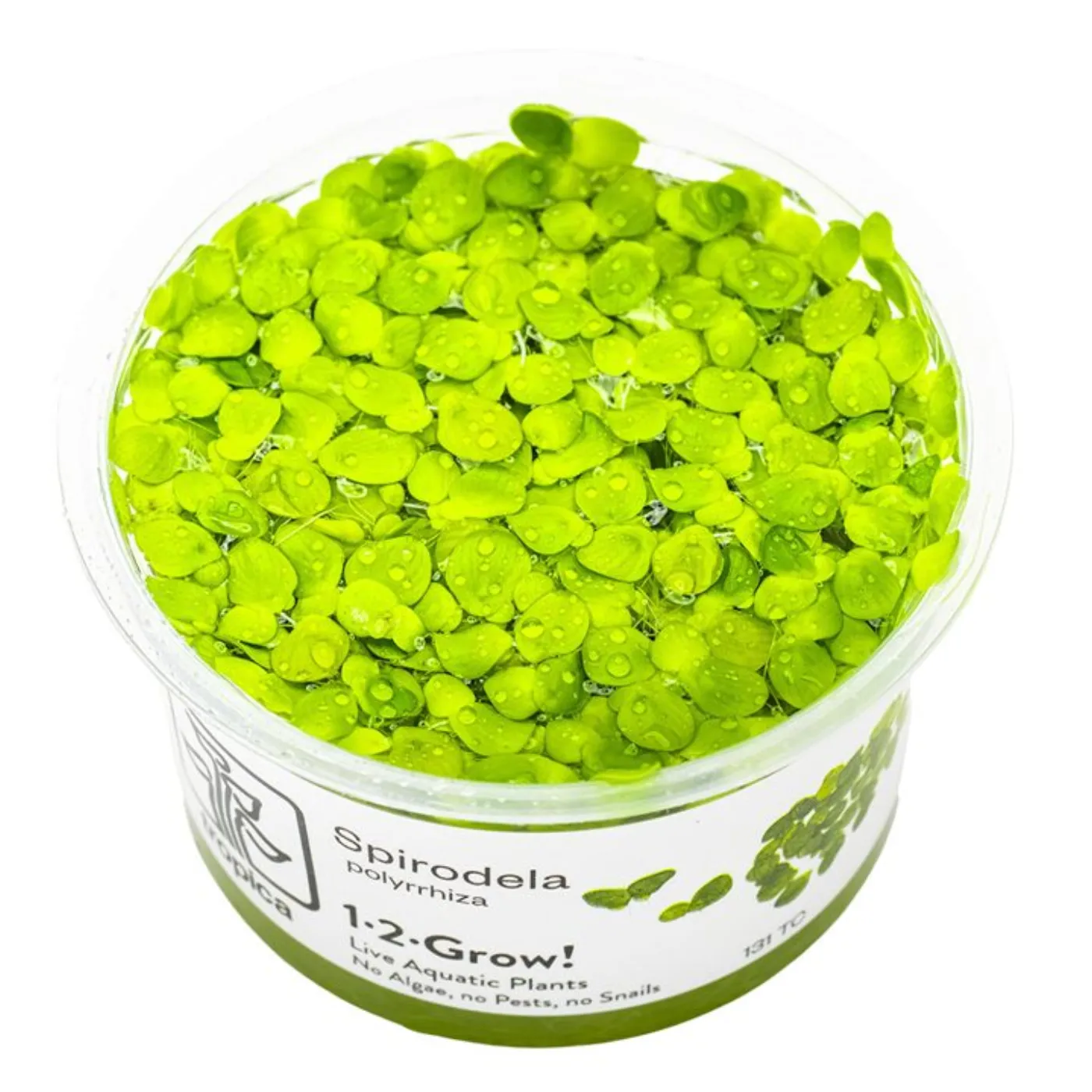 Spirodela polyrrhiza / Vielwurzelige Teichlinse