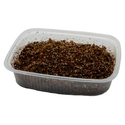 Collembola sp. / Springschwänze - Portion