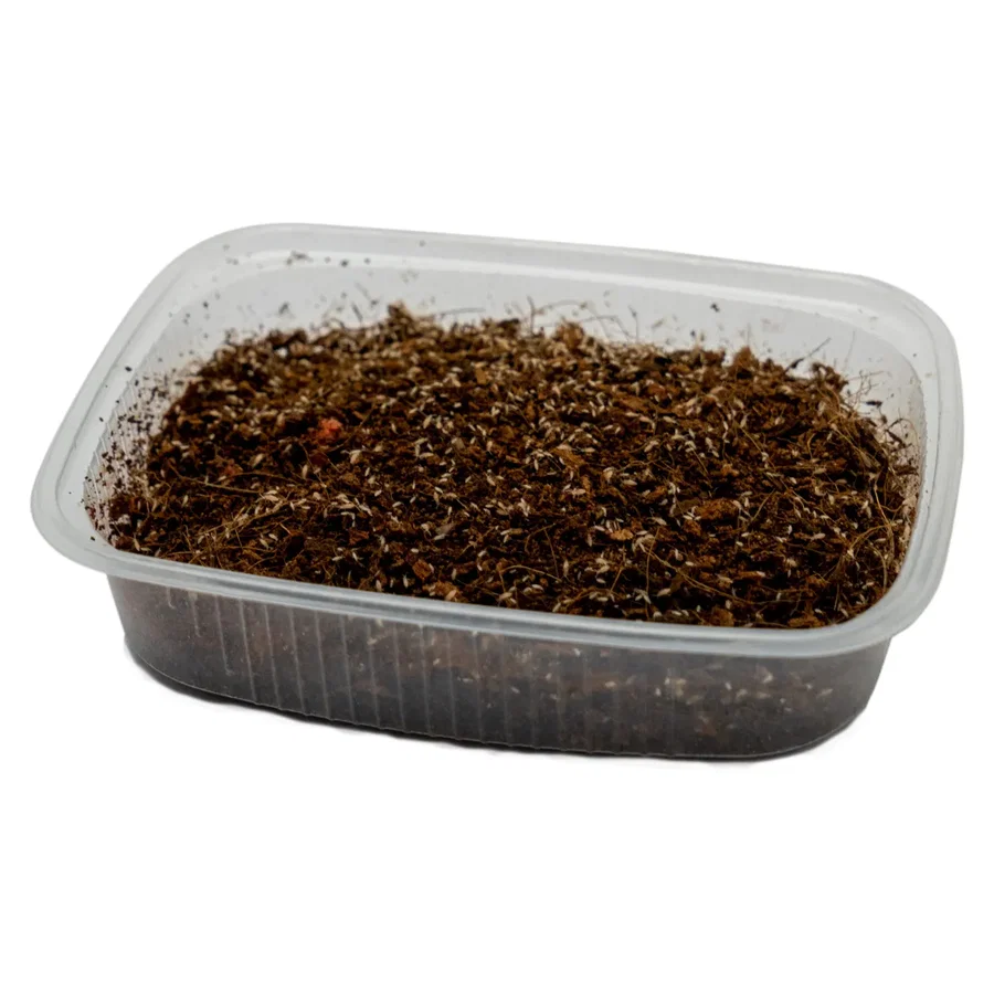 Collembola sp. / Springschwänze - Portion