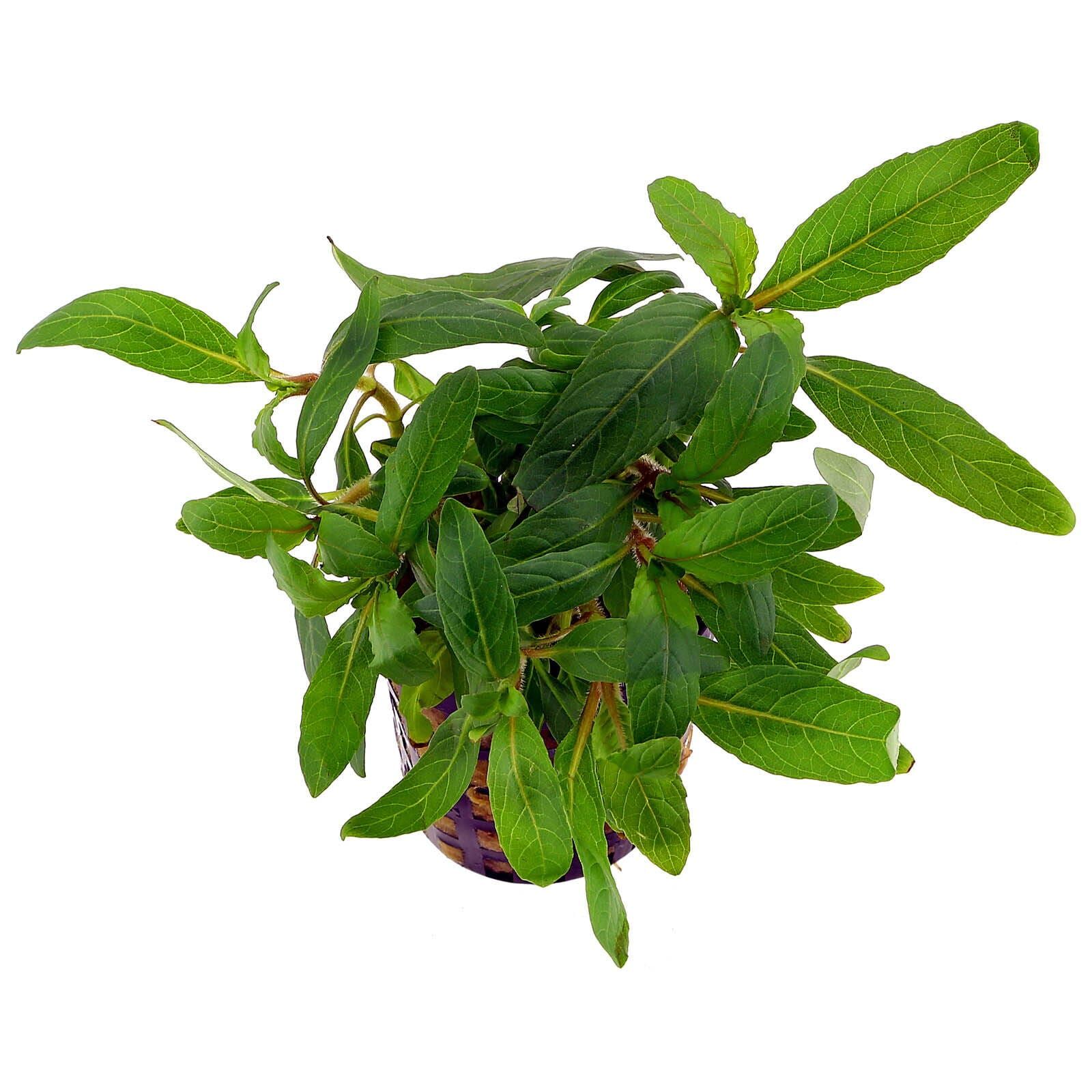 Staurogyne sp. 'Bihar'