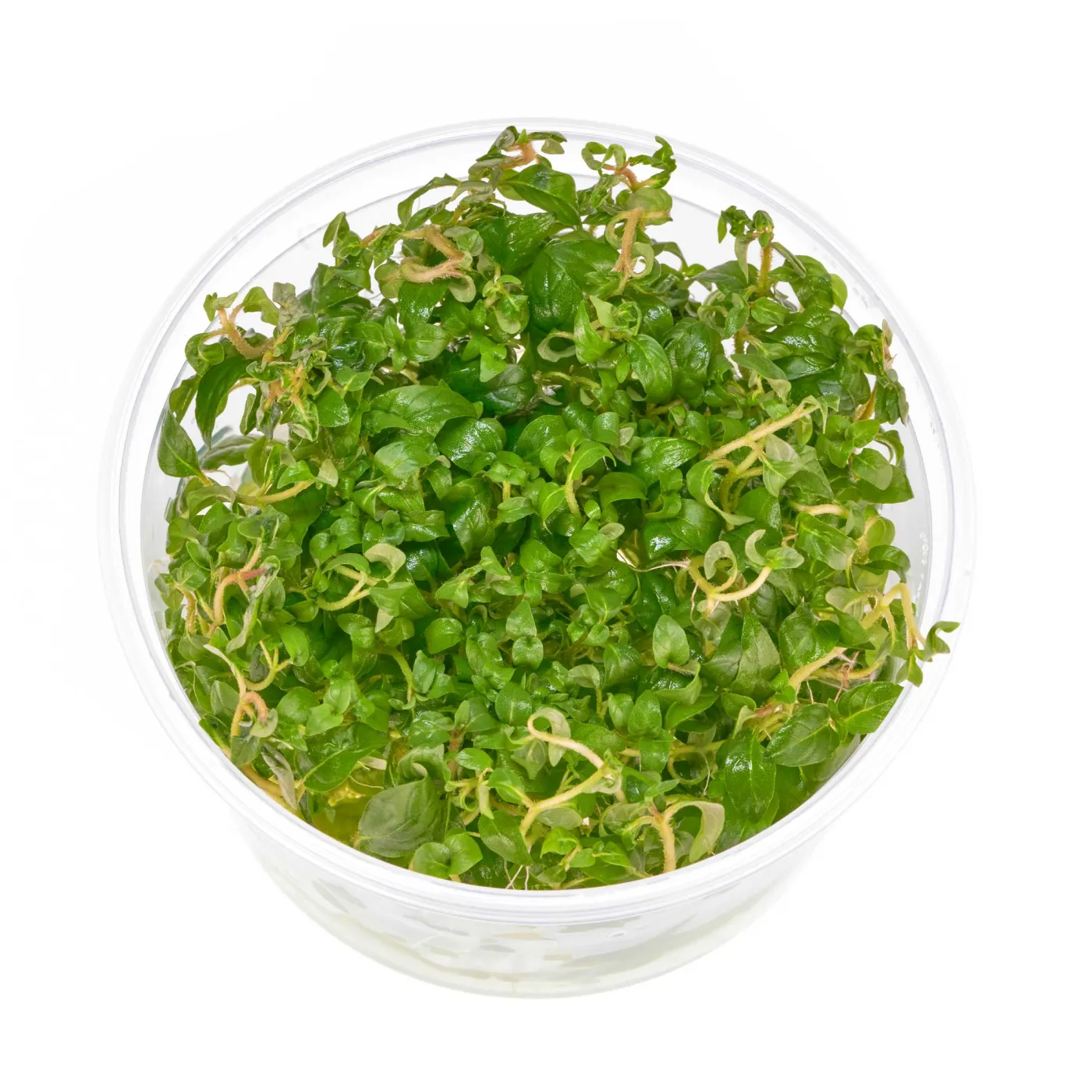 Staurogyne sp. "Porto Velho" | Kriechende Staurogyne - in vitro XL - Ø 8,5cm