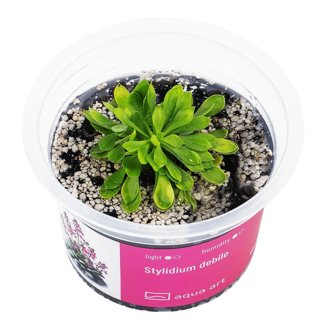Stylidium debile / Schusspflanze