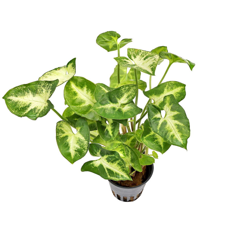 Syngonium podophyllum 'Pixie' - Topf
