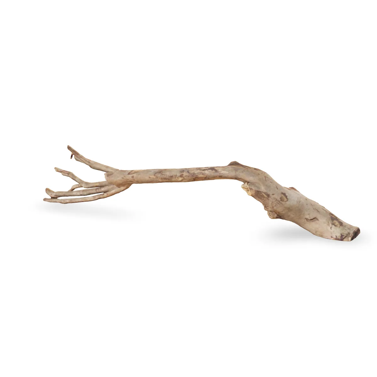 Talawawurzel 3D Nr. 1060 (60x16x11cm)