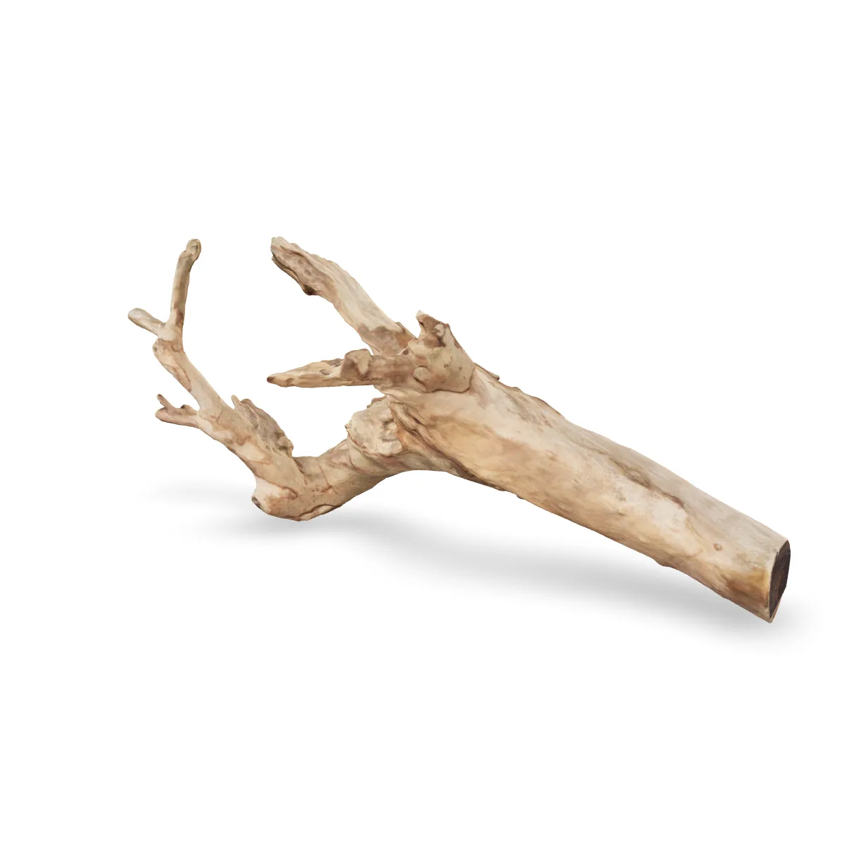 Talawawurzel 3D Nr. 1079 (58x26x19cm)