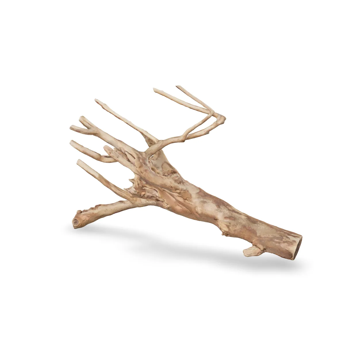 Talawawurzel 3D Nr. 1172 (58x38x21cm)