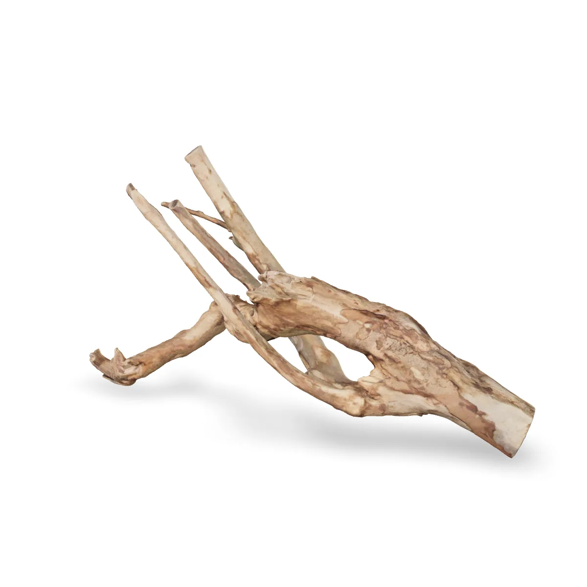 Talawawurzel 3D Nr. 1185 (63x36x17cm)