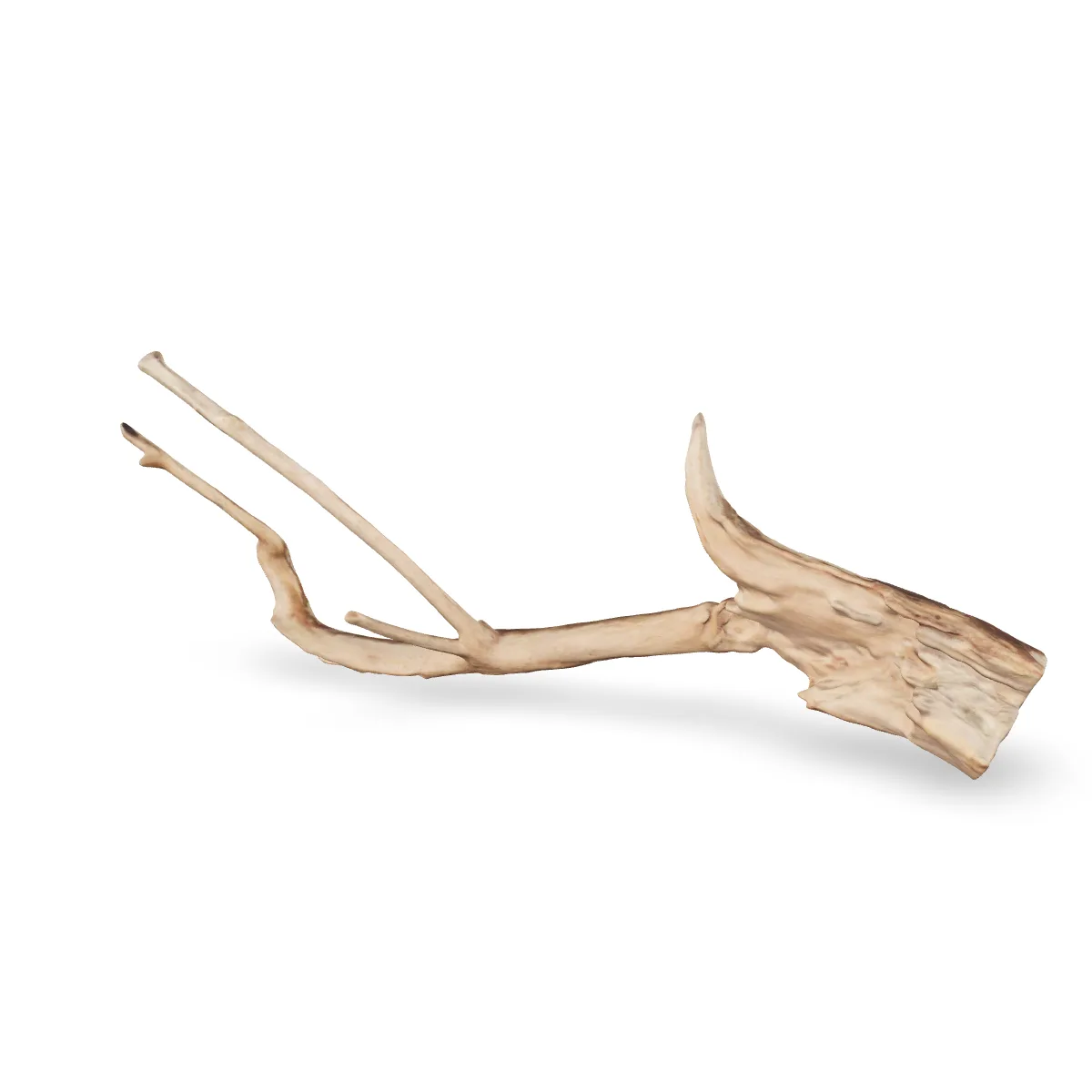 Talawawurzel 3D Nr. 1189 (52x11x18cm)