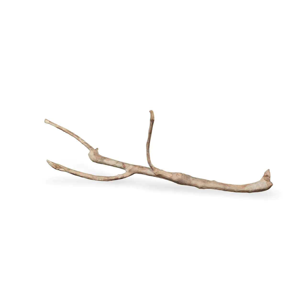 Talawawurzel 3D Nr. 1230 (53x22x15cm)