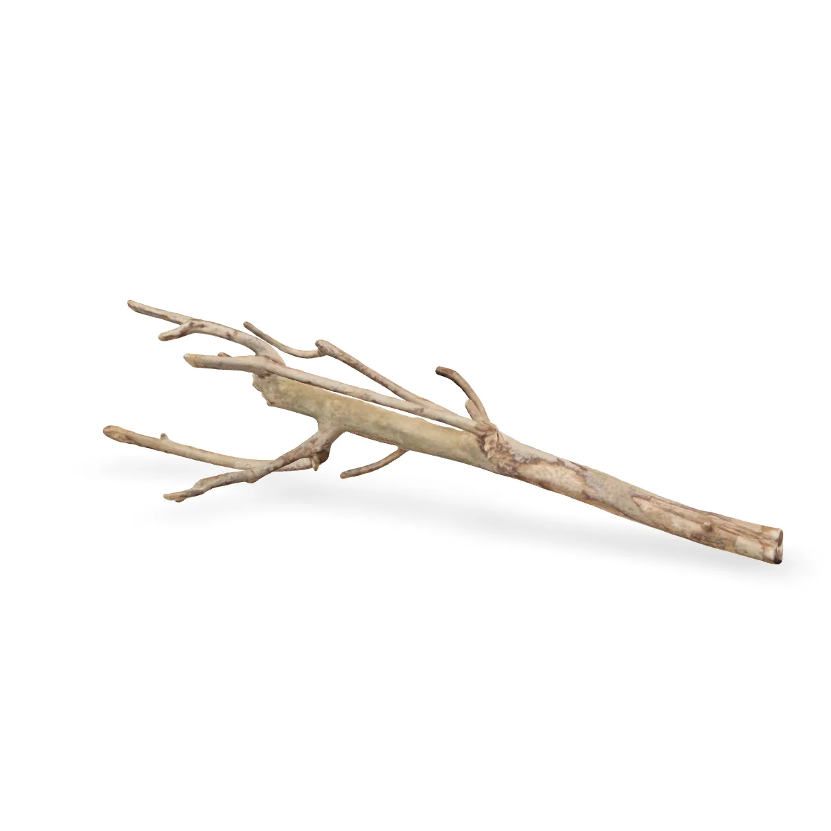 Talawawurzel 3D Nr. 1232 (55x17x13cm)