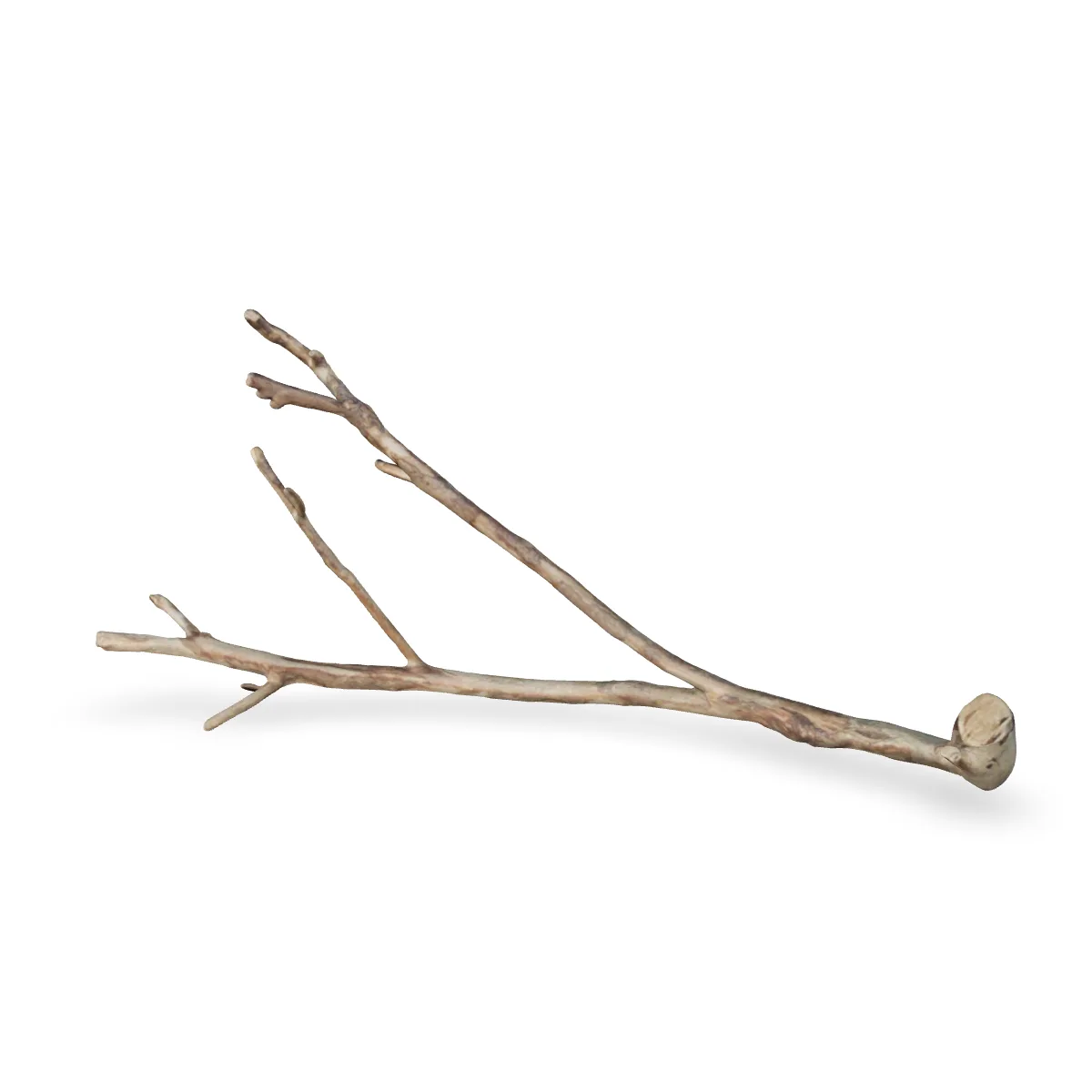 Talawawurzel 3D Nr. 1243 (56x26x18cm)