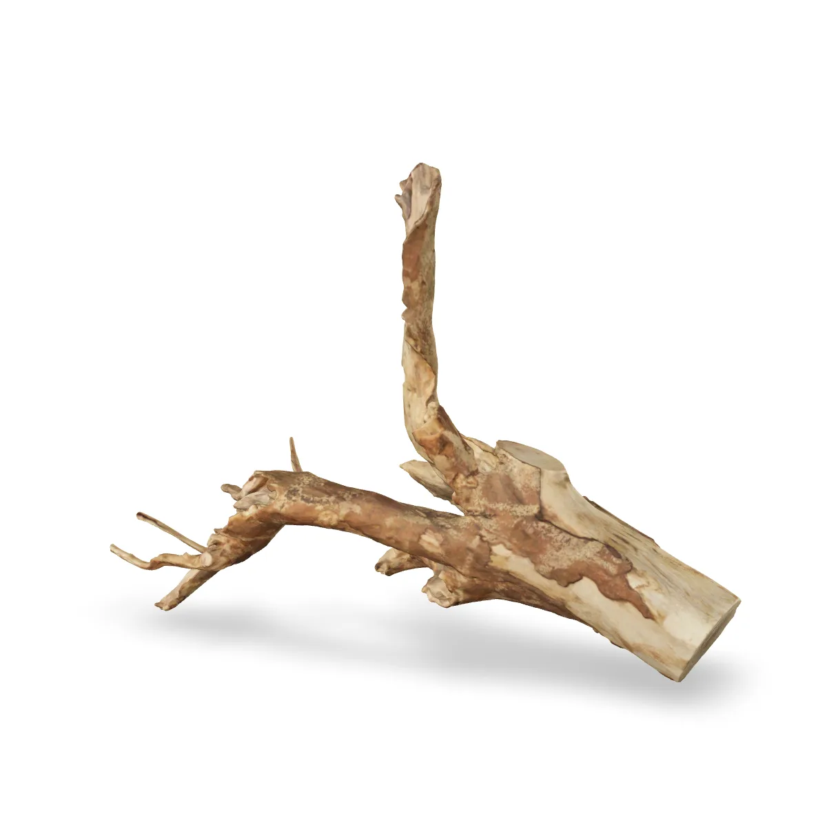 Talawawurzel 3D Nr. 1429 (58x44x15cm)