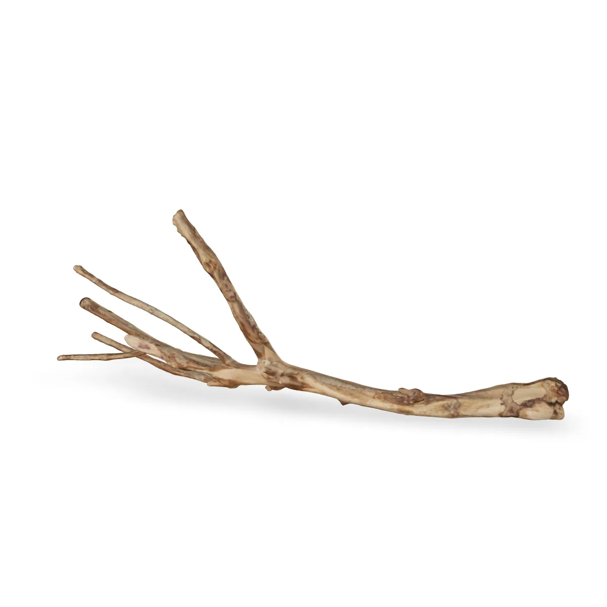 Talawawurzel 3D Nr. 1451 (61x26x10cm)