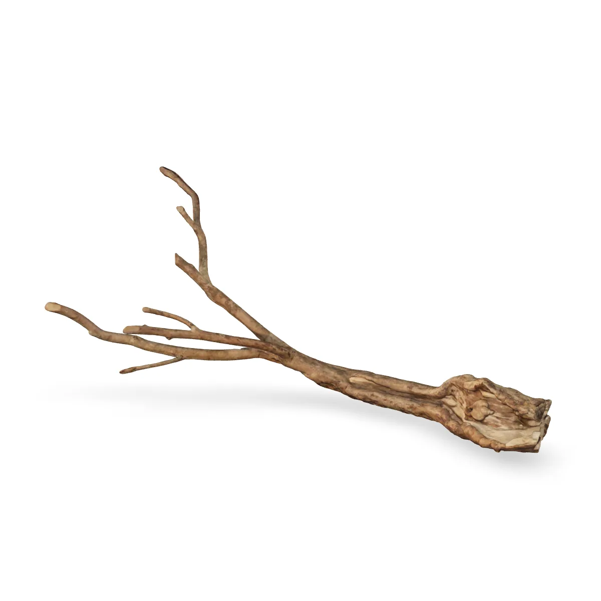 Talawawurzel 3D Nr. 1455 (73x32x26cm)