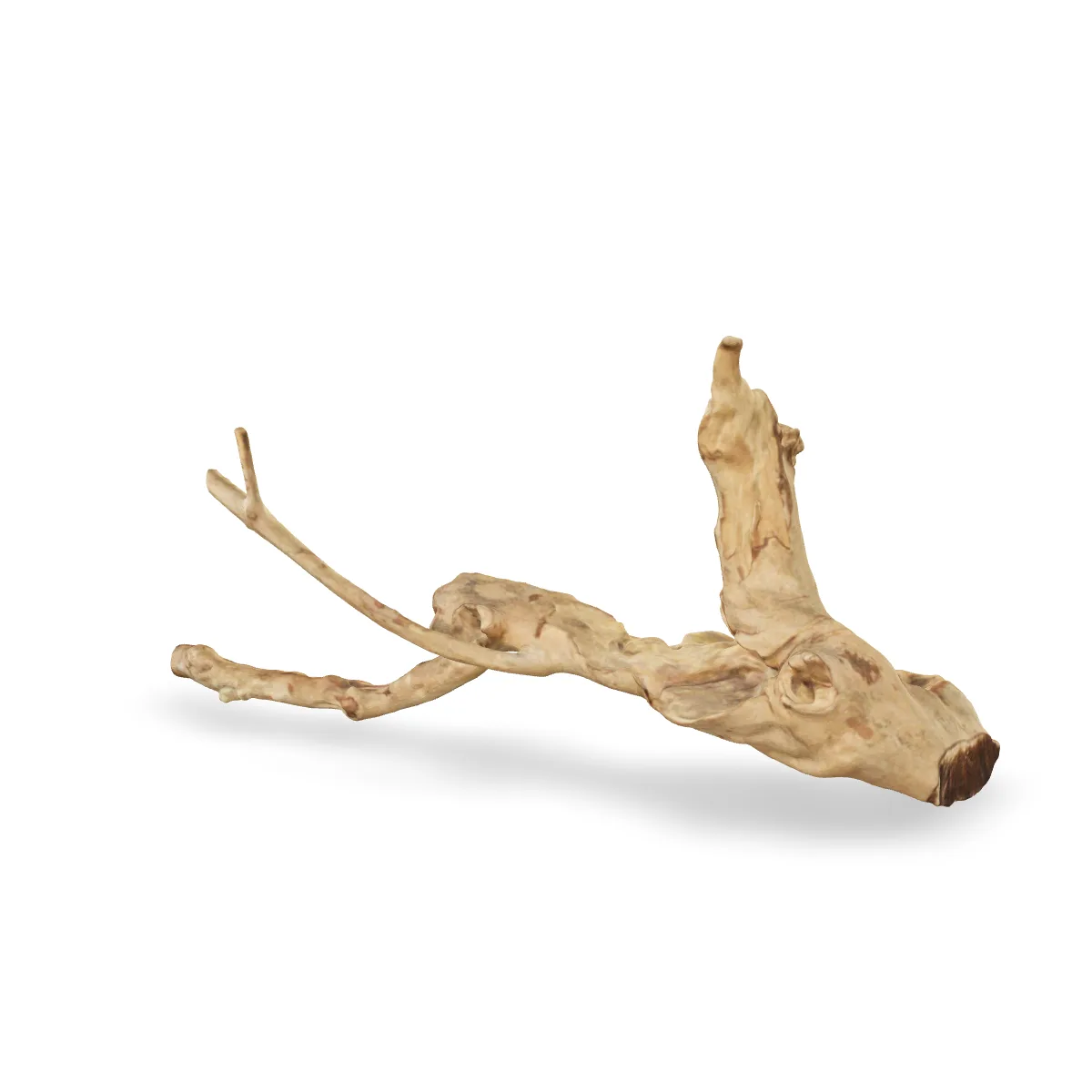 Talawawurzel 3D Nr. 1648 (43x24x11cm)