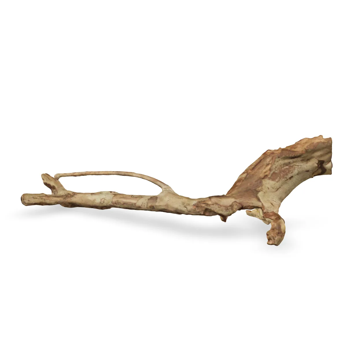 Talawawurzel 3D Nr. 1654 (47x21x11cm)