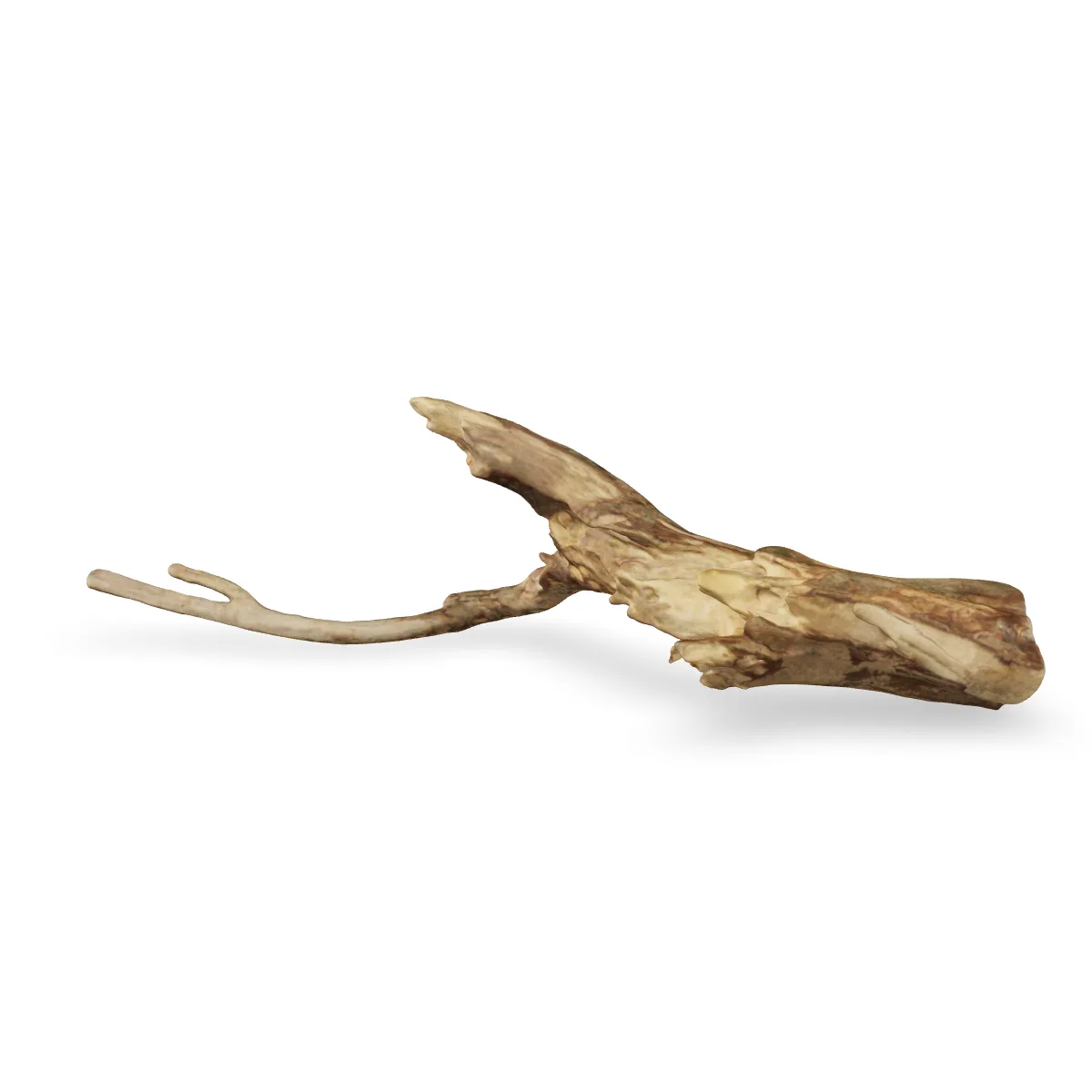Talawawurzel 3D Nr. 1659 (47x13x12cm)
