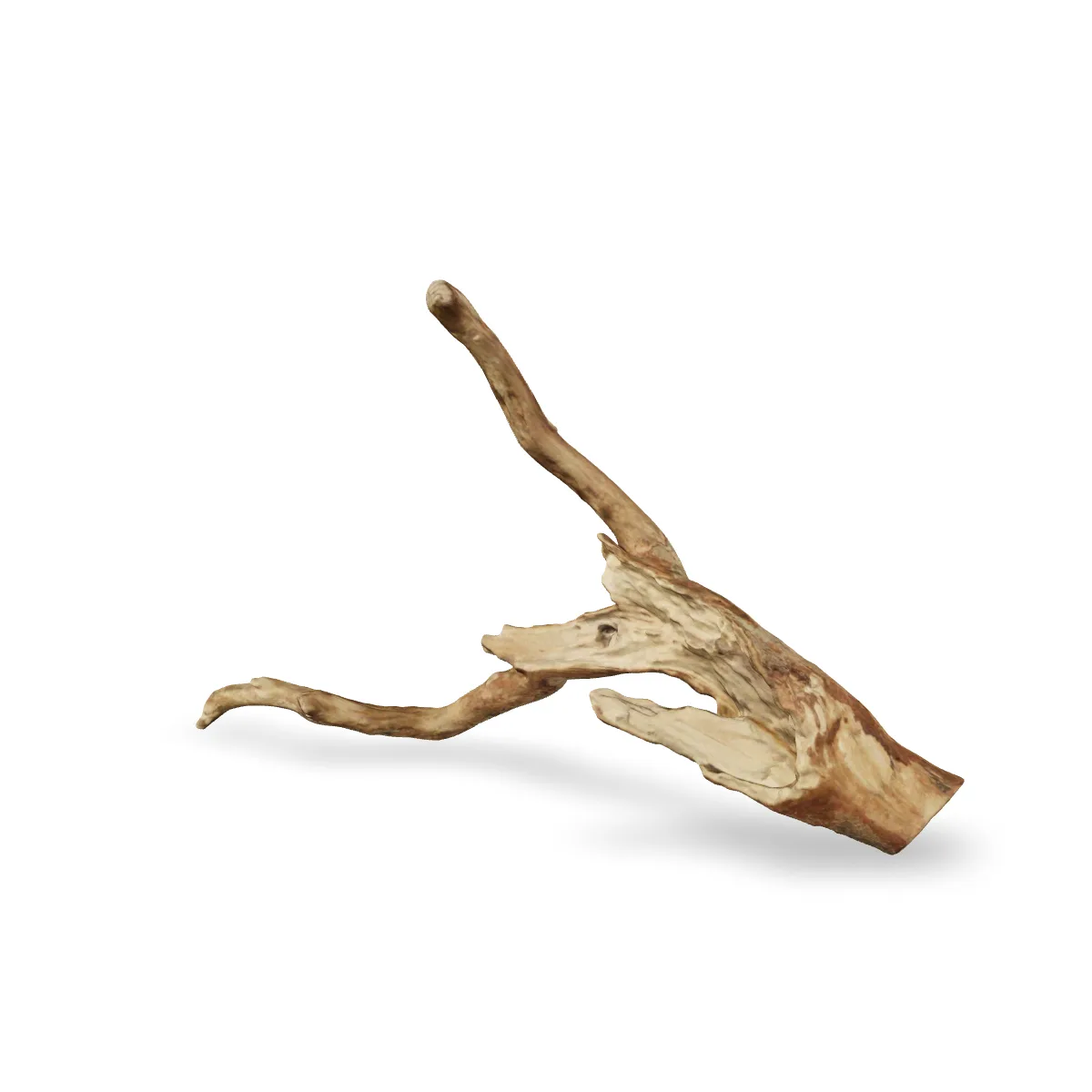 Talawawurzel 3D Nr. 1662 (53x36x11cm)