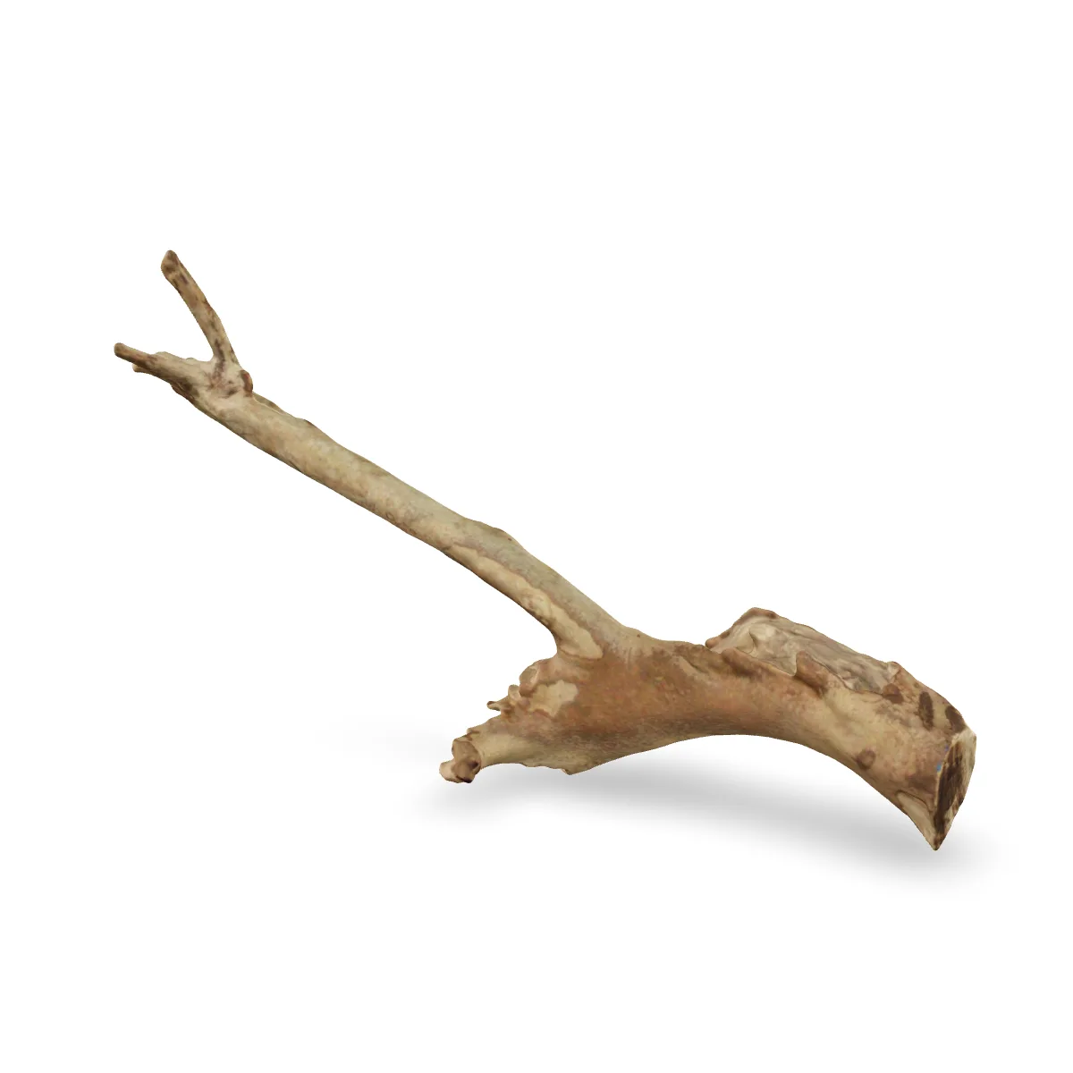 Talawawurzel 3D Nr. 1666 (44x18x8cm)