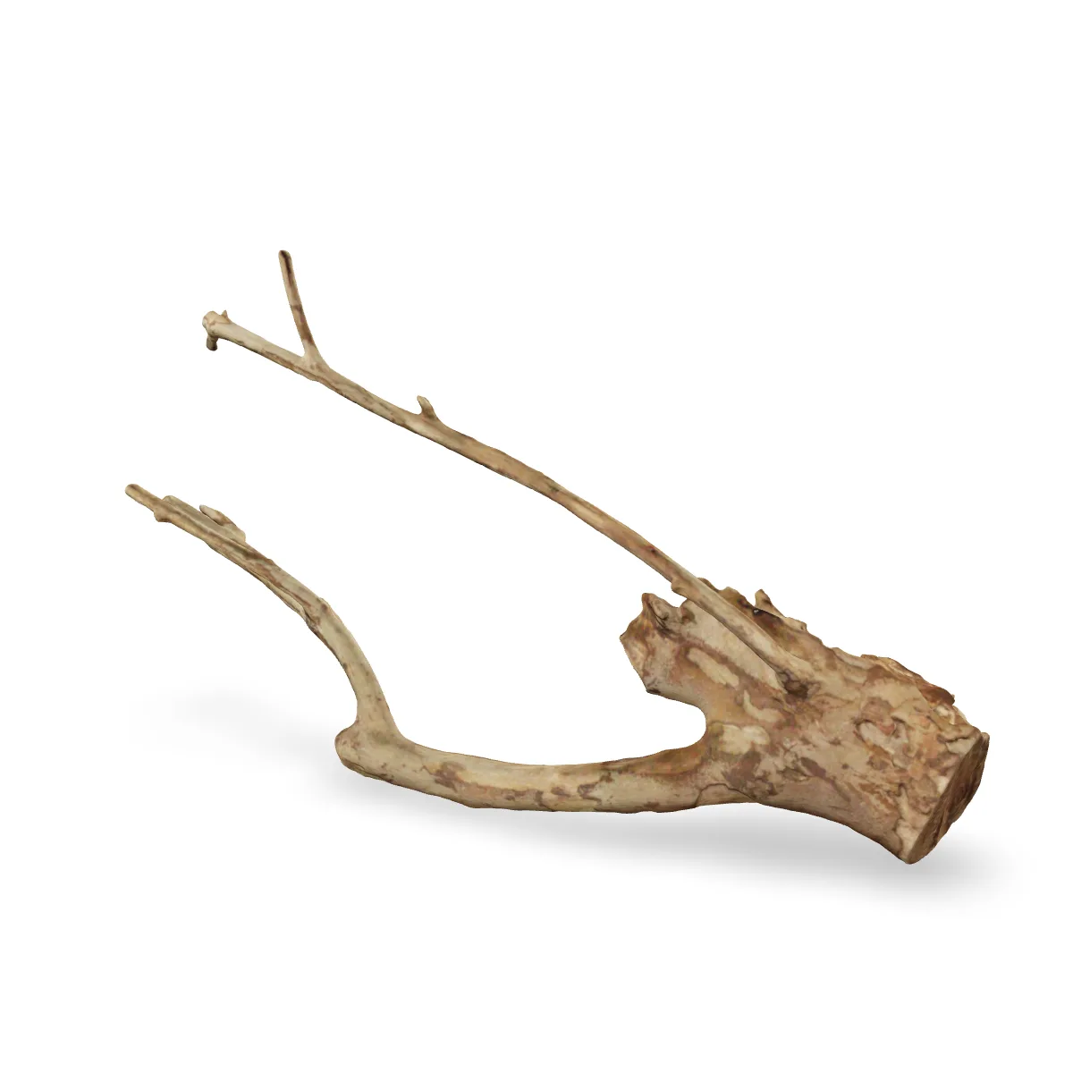 Talawawurzel 3D Nr. 1668 (48x25x11cm)