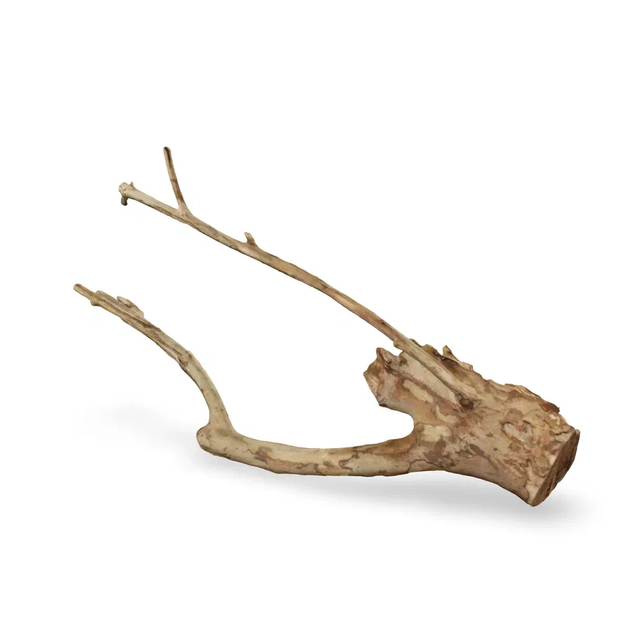 Talawawurzel 3D Nr. 1668 (48x25x11cm)