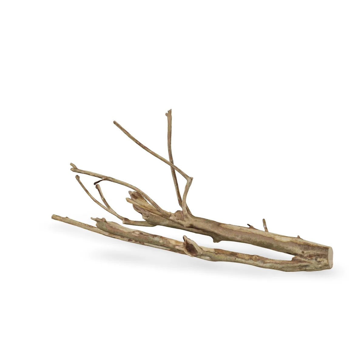 Talawawurzel 3D Nr. 1715 (61x21x27cm)