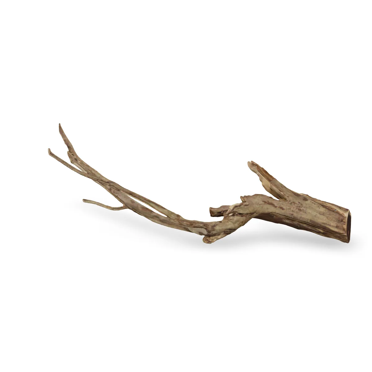 Talawawurzel 3D Nr. 1759 (64x17x18cm)