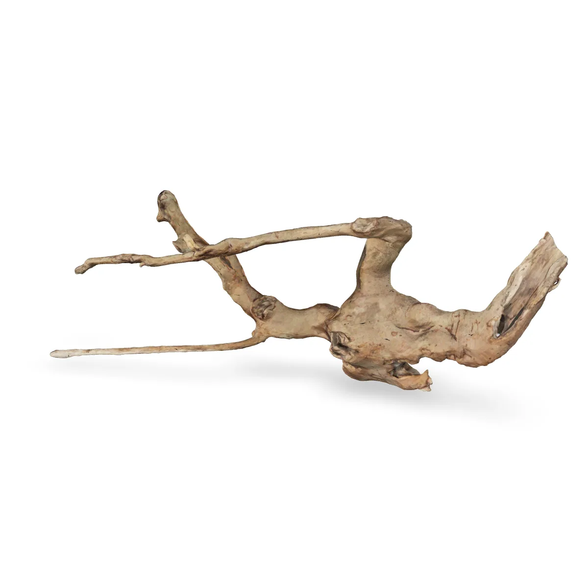 Talawawurzel 3D Nr. 467 (74x17x25cm)