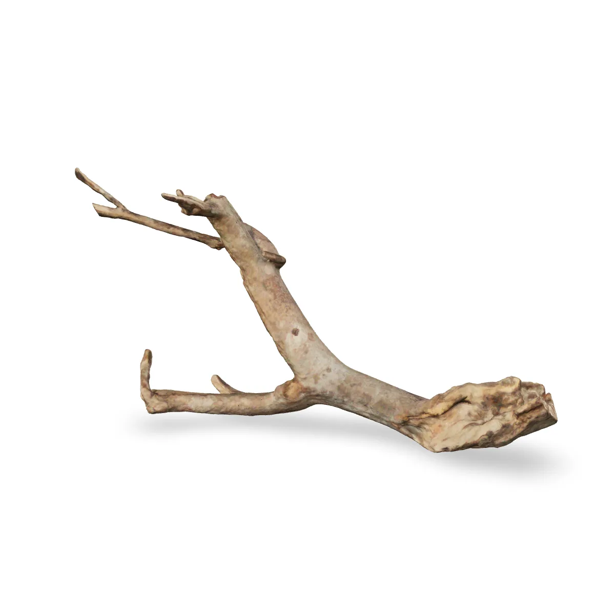 Talawawurzel 3D Nr. 469 (48x15x24cm)