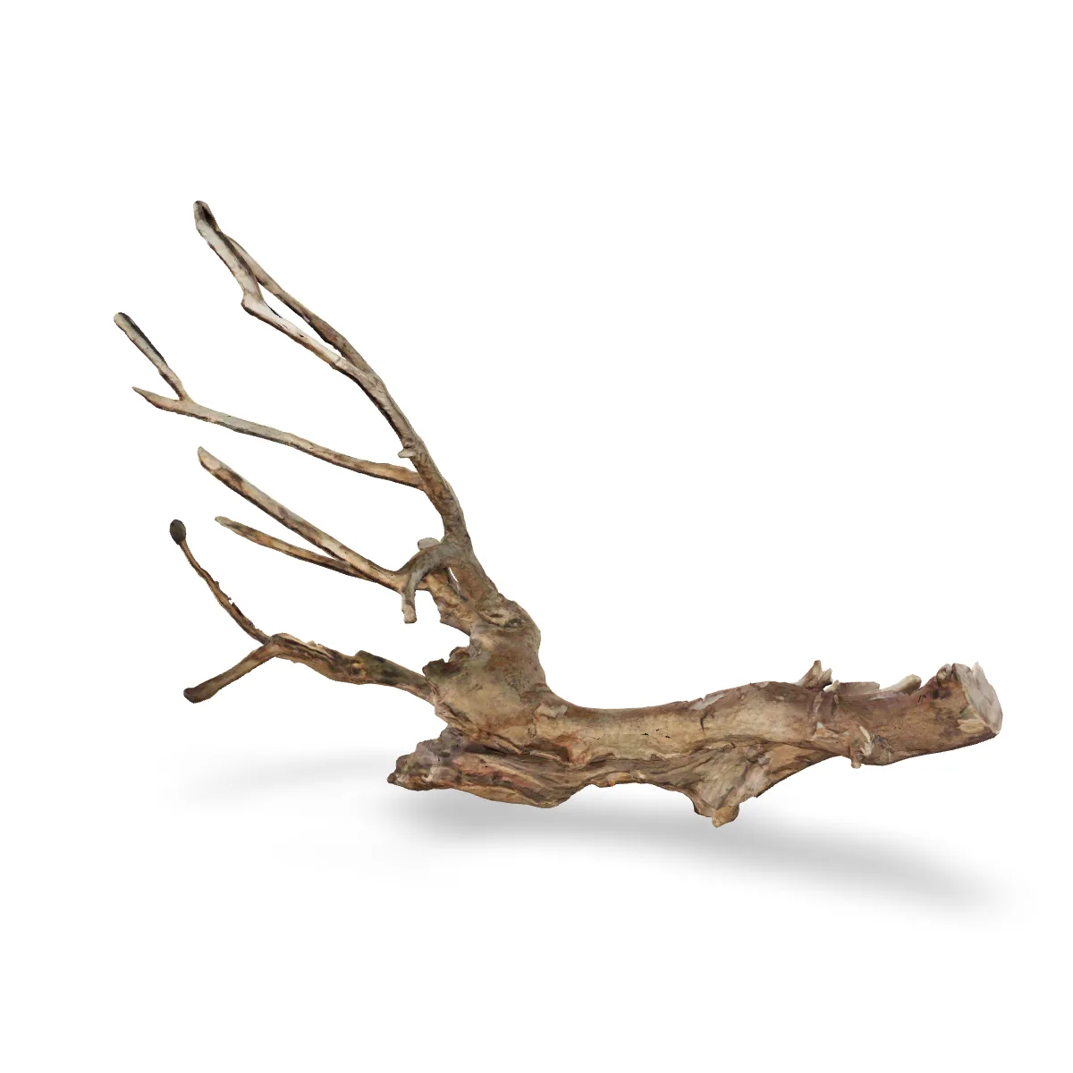 Talawawurzel 3D Nr. 471 (70x29x53cm)