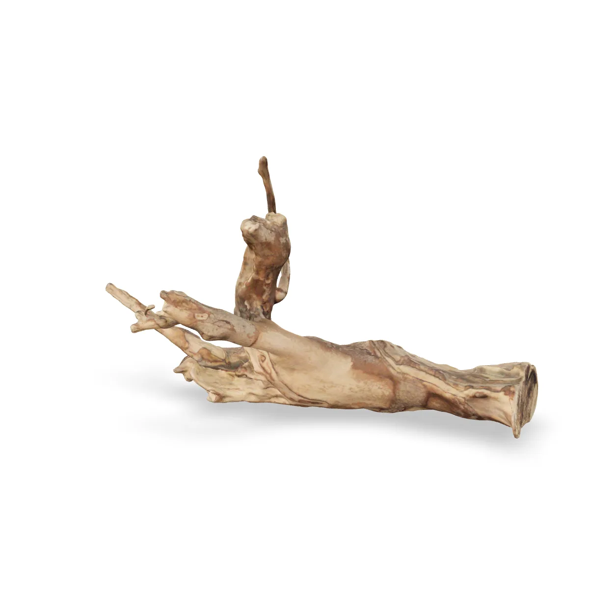Talawawurzel 3D Nr. 522 (43x16x24cm)