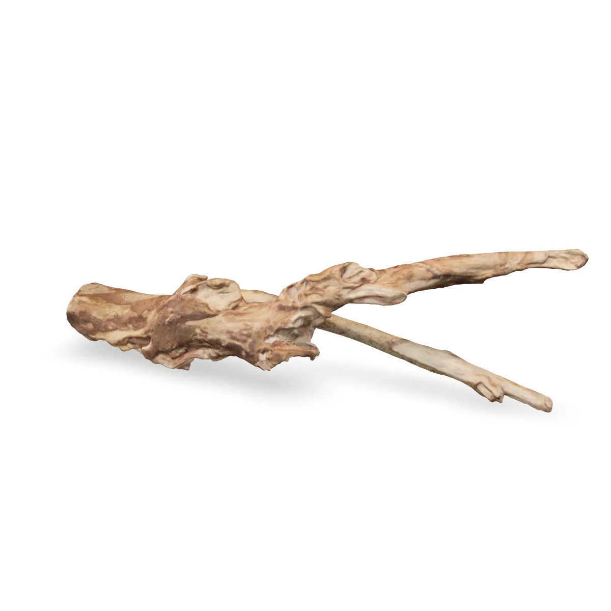 Talawawurzel 3D Nr. 927 (57x13x17cm)