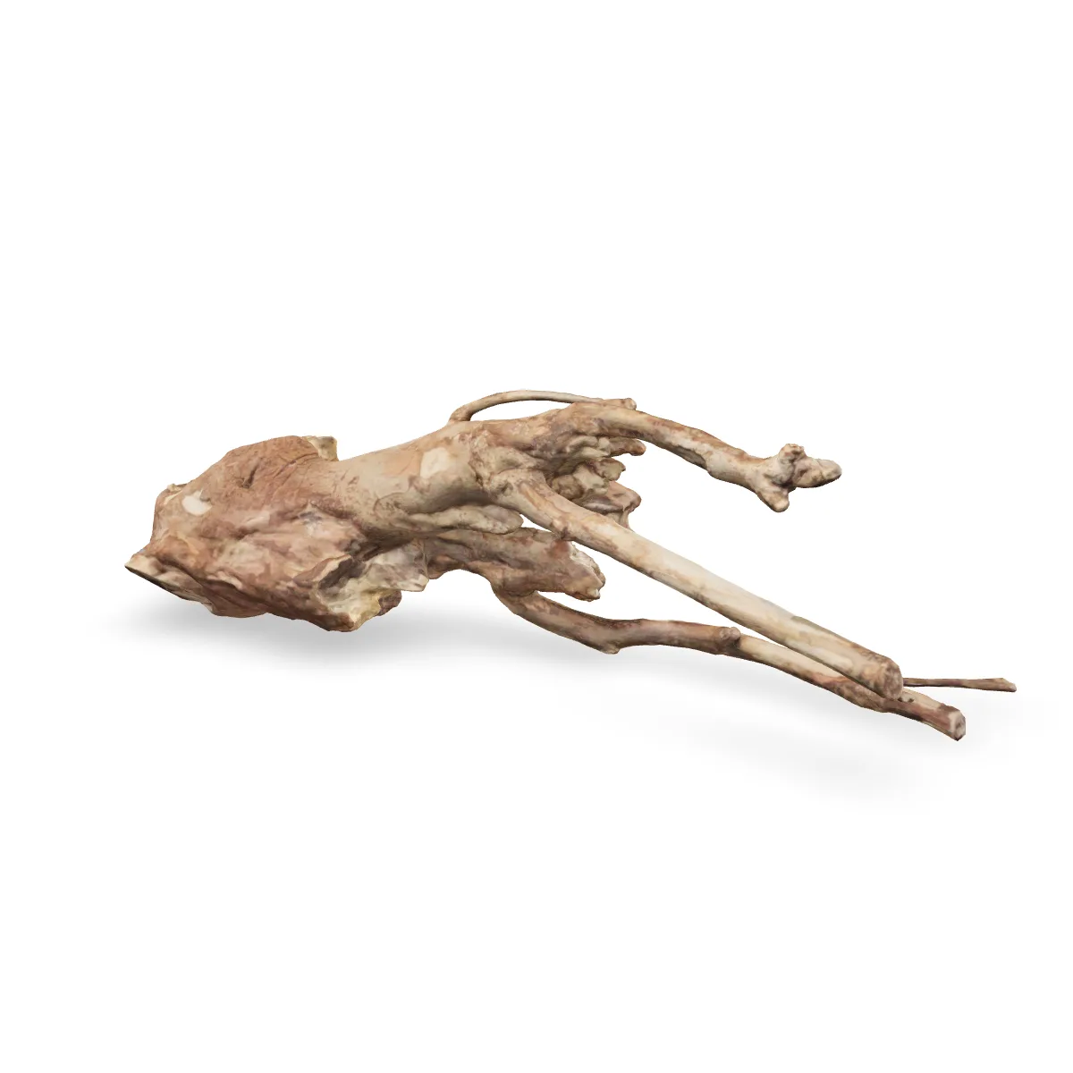 Talawawurzel 3D Nr. 928 (61x21x19cm)