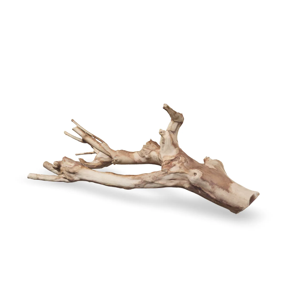 Talawawurzel 3D Nr. 931 (60x25x23cm)
