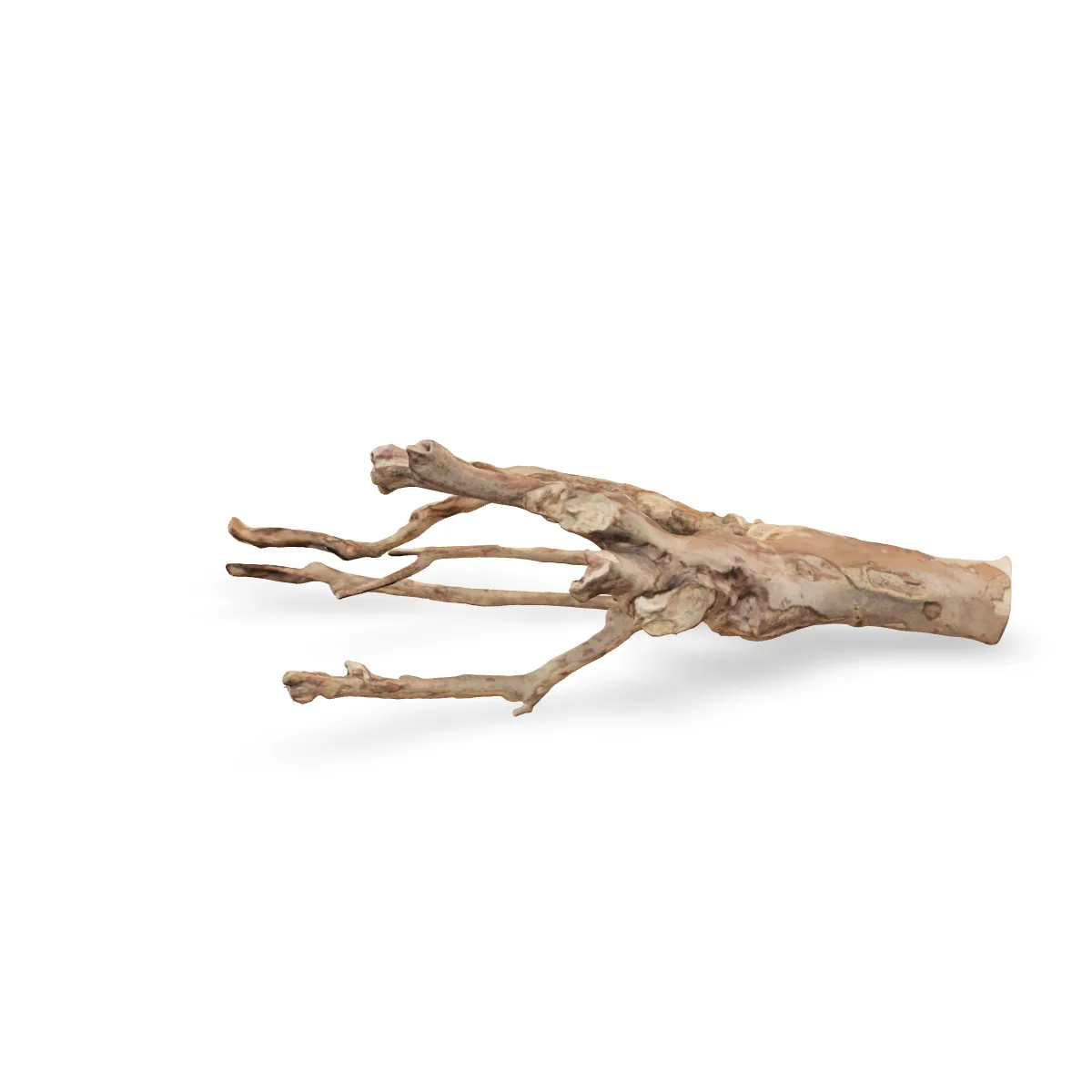Talawawurzel 3D Nr. 932 (61x40x19cm)