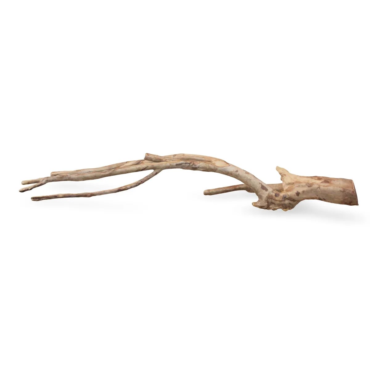 Talawawurzel 3D Nr. 938 (56x26x9cm)