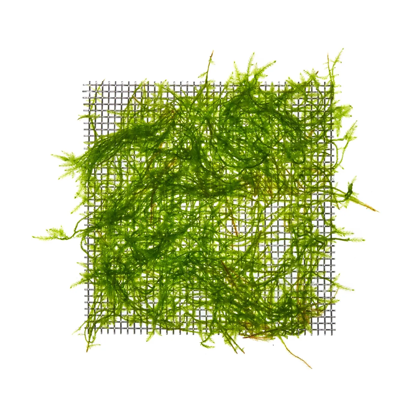 Taxiphyllum alternans | Taiwan Moos - auf Gitter 8x8 cm