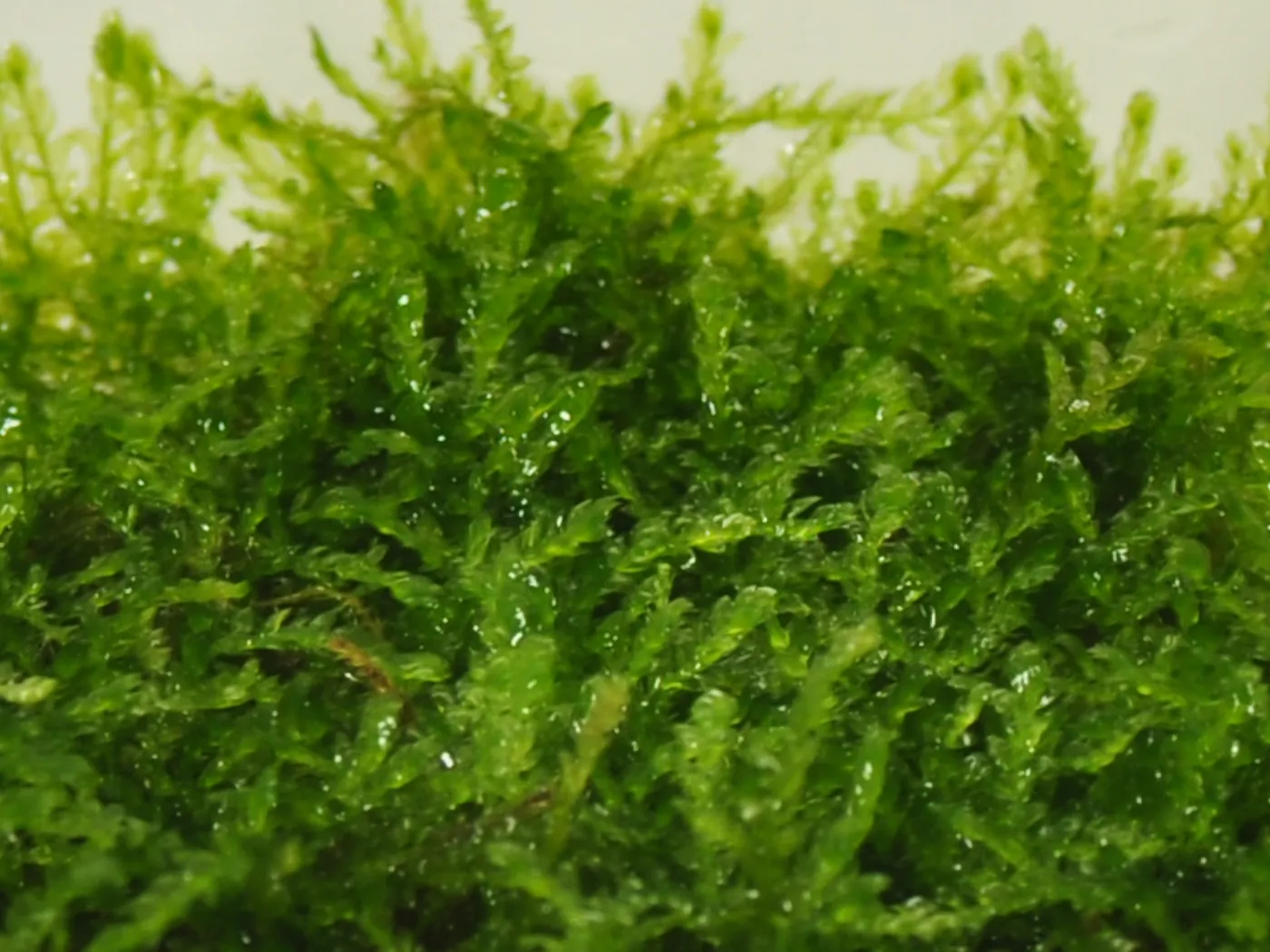 Taxiphyllum sp. barbieri | Javamoos - auf Gitter 8x8 cm