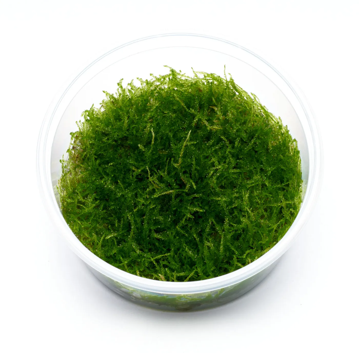 Taxiphyllum sp. barbieri | Javamoos - in vitro