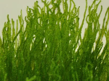 Taxiphyllum sp. | Flame Moss - auf Gitter 8x8 cm