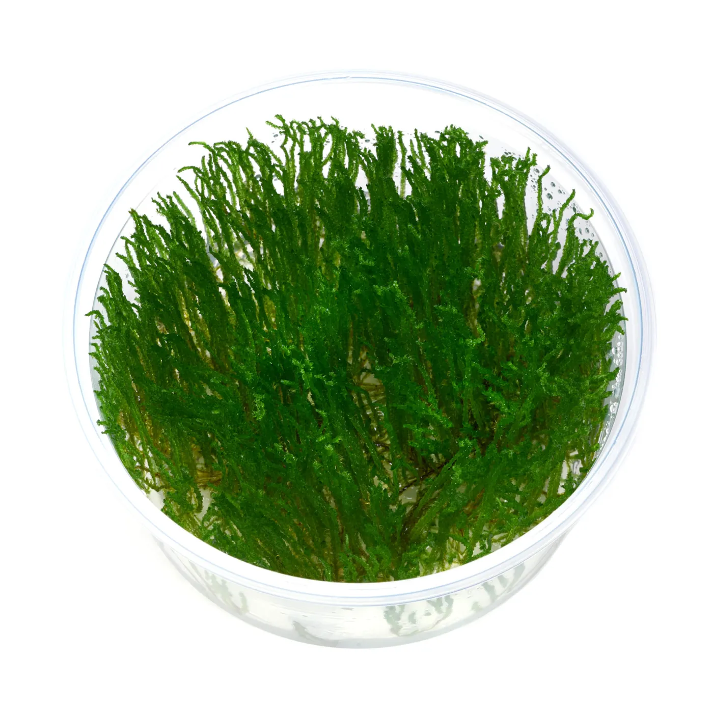 Taxiphyllum sp. | Flame Moss - in vitro