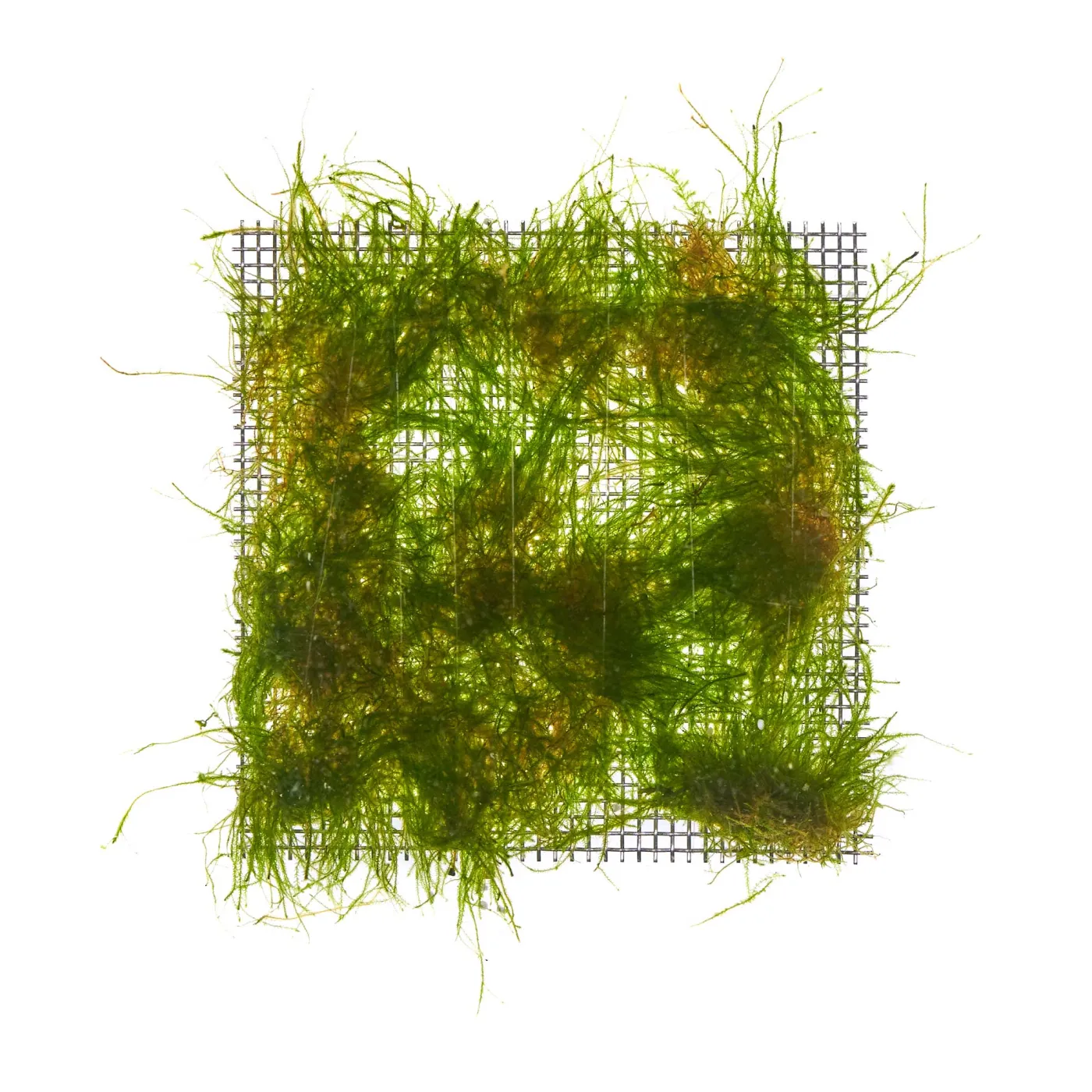 Taxiphyllum sp. | Giant-Moos - auf Gitter 8x8 cm