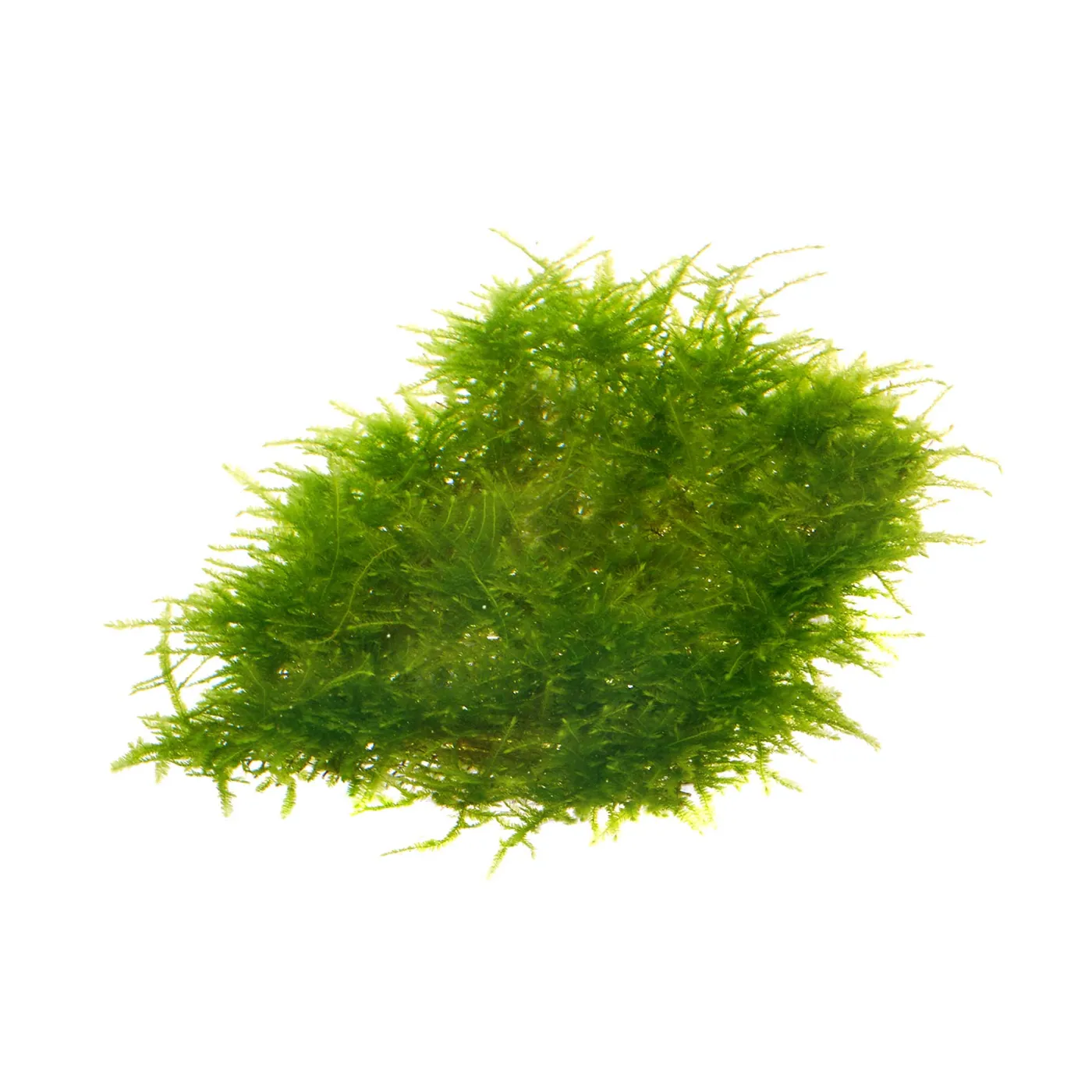 Taxiphyllum sp. | Spiky Moos - auf Gitter 8x8 cm