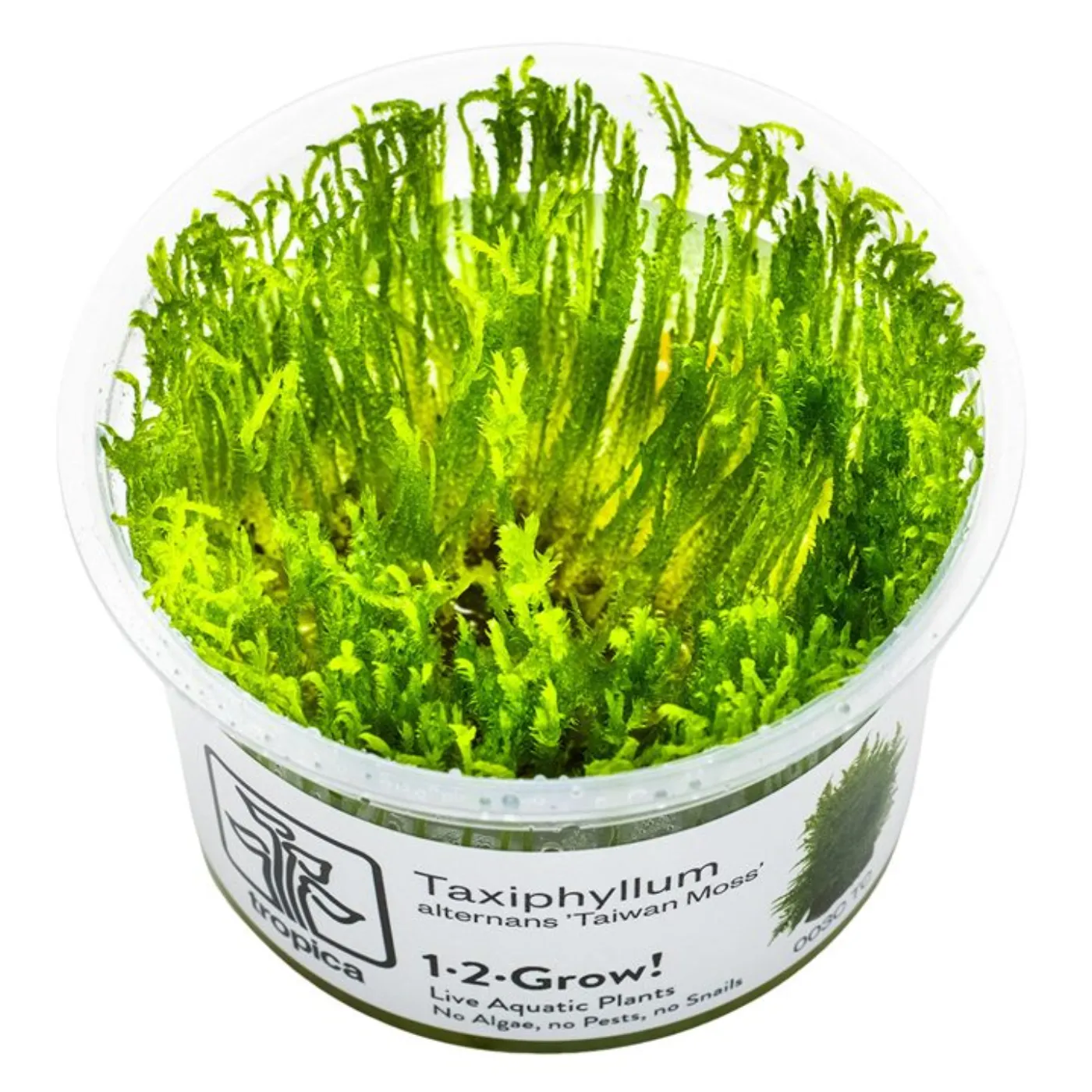 Taxiphyllum "Taiwan moss"