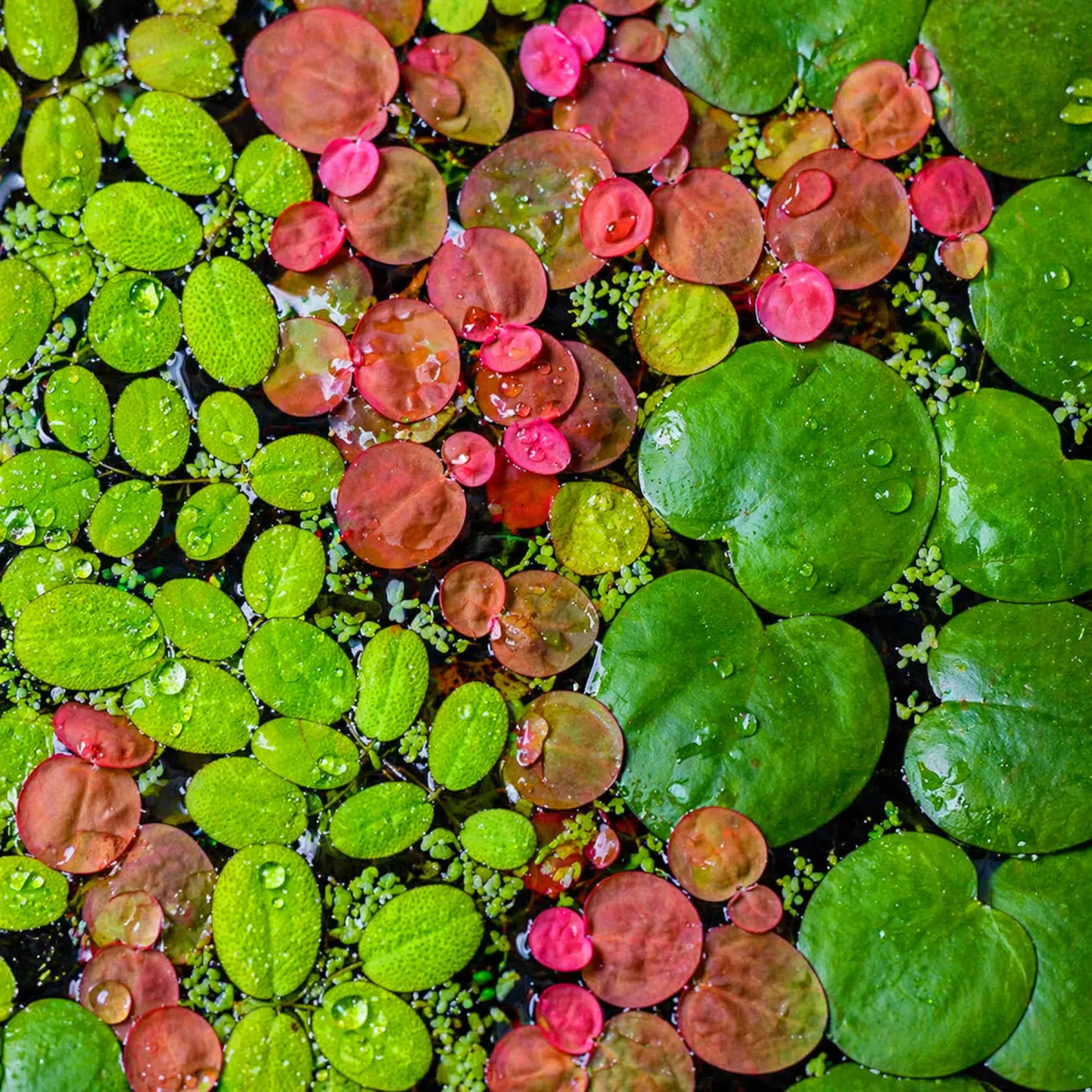 Teich- & Schwimmpflanzen Set | Schnelle Hilfe gegen Algen im Teich & Aquarium